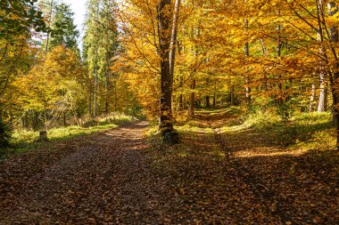 Sonbahar ormanındaki patikanın fotoğrafı, parlak dağlarda.. 
