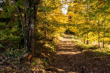 Sonbahar ormanındaki patikanın fotoğrafı, parlak dağlarda.. 