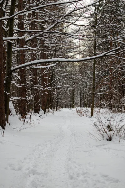 Foto Sentiero Nella Foresta Inverno Con Neve Fresca — Foto Stock