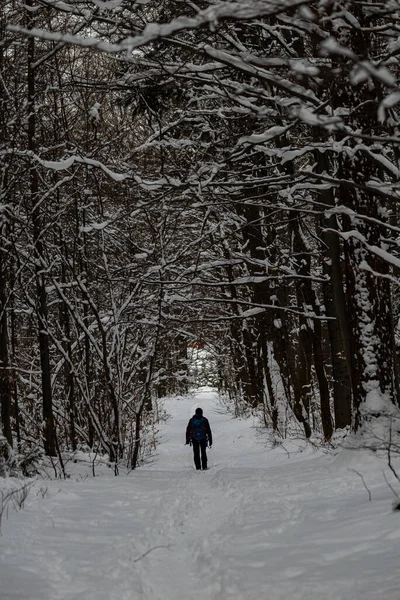 Photo of Man on th path in the forest at wintertime with fresh sno