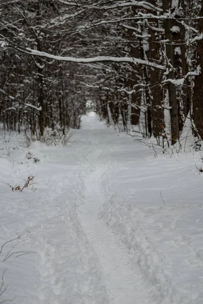 Foto Camino Bosque Invierno Con Nieve Fresca —  Fotos de Stock