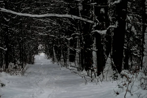 Foto Camino Bosque Invierno Con Nieve Fresca —  Fotos de Stock