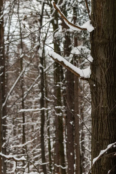 Foto Alberi Ricoperti Neve Fresca Inverno Beskid Polonia — Foto Stock