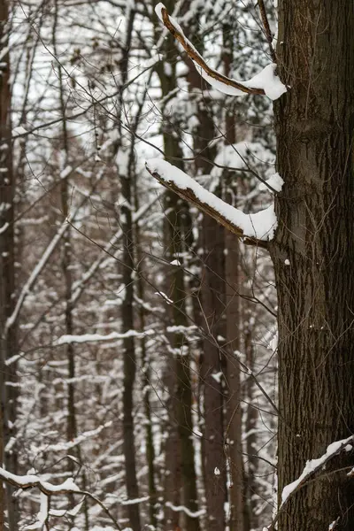 Фото Деревьев Покрытых Снегом Зимой Бескид Польша — стоковое фото