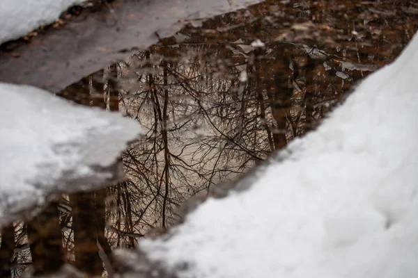 Bild Reflektion Träd Skogen Bäcken Witner Polska Berg — Stockfoto