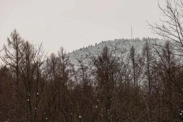 Foto Vintern Polska Berg Träd Täckt Nysnö — Stockfoto