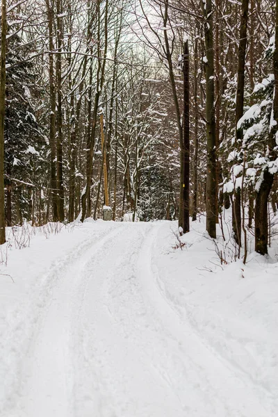 Foto Inverno Montagna Polacca Albero Coperto Neve Fresca — Foto Stock