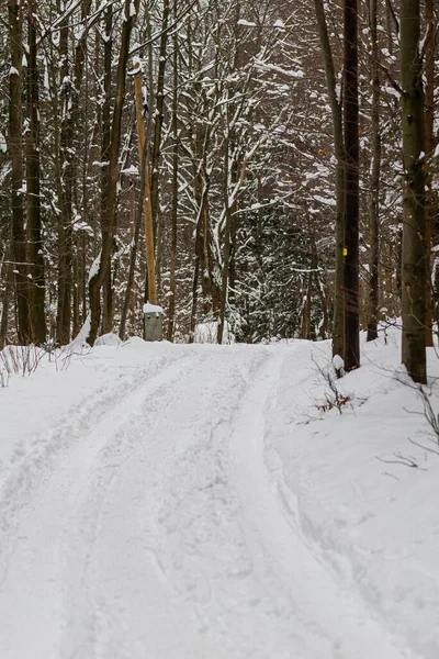 Foto Inverno Montagna Polacca Albero Coperto Neve Fresca — Foto Stock