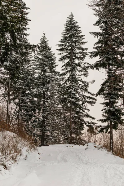 Foto Inverno Montagna Polacca Albero Coperto Neve Fresca — Foto Stock