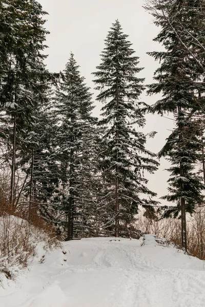 Foto Inverno Montagna Polacca Albero Coperto Neve Fresca — Foto Stock