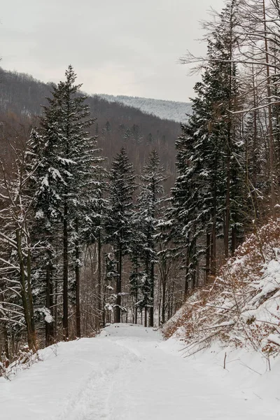 Foto Inverno Montagna Polacca Albero Coperto Neve Fresca — Foto Stock