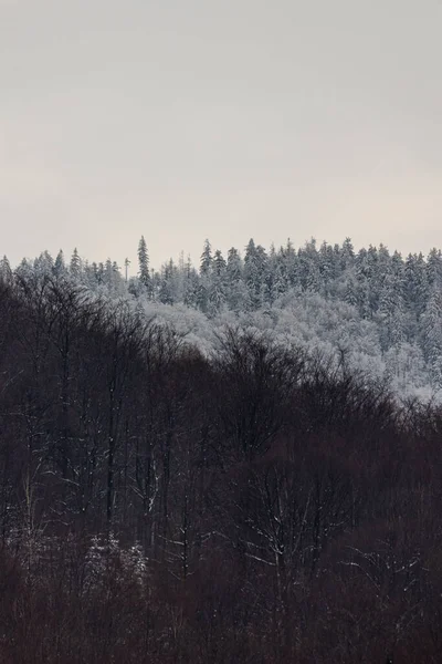 Фото Зимы Польских Горах Дерево Покрытое Свежим Снегом — стоковое фото
