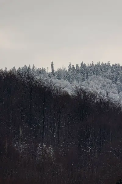 Фото Зимы Польских Горах Дерево Покрытое Свежим Снегом — стоковое фото