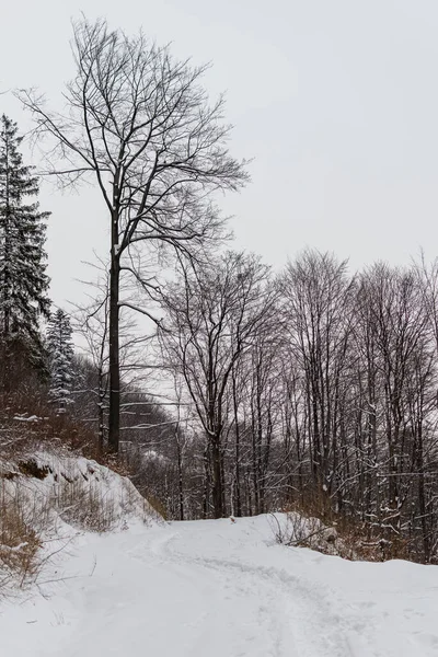 Foto Inverno Montagna Polacca Albero Coperto Neve Fresca — Foto Stock