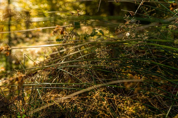 Фото Крапель Роси Траві Осінньому Лісі Сонячним Світлом — стокове фото