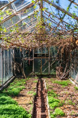 Photo of Old glasshouse with vinegrape growing inside. Sunny spring day.