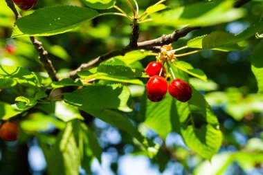 Ağaçtaki tatlı kirazlı fotoğraf. Kırmızı doğal gean.