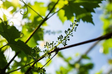Bir cam evde yetişen üzümlerin fotoğrafı. Asma dolu bir sera..