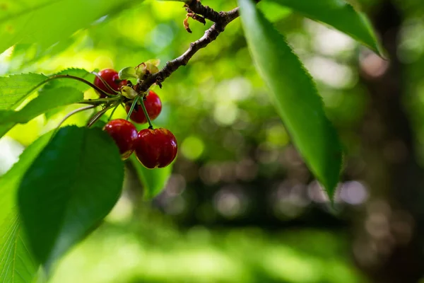 Zdjęcie Słodkiej Wiśni Drzewie Gean Czerwony Naturalny — Zdjęcie stockowe