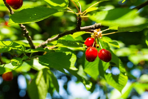 Zdjęcie Słodkiej Wiśni Drzewie Gean Czerwony Naturalny — Zdjęcie stockowe