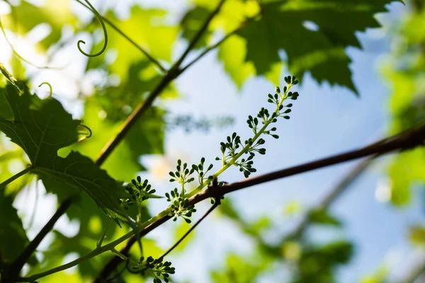 Foto Uvas Crescendo Uma Estufa Estufa Cheia Videira — Fotografia de Stock