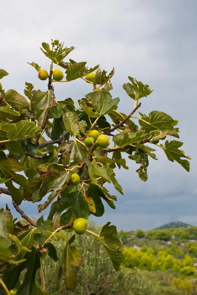 Grüne Feigenfrucht am Baum — Stockfoto