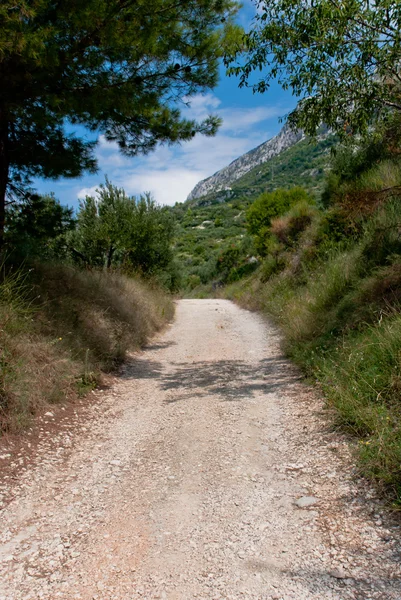 Road between olive trees in Croatia — Stock Photo, Image