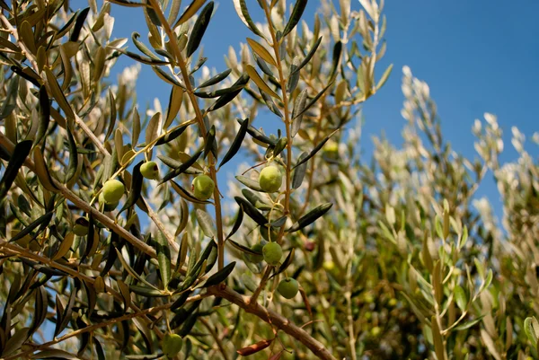 Olives vertes sur l'olivier — Photo