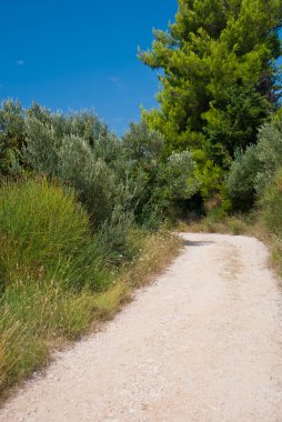 Hırvatistan'daki zeytin ağaçları arasındaki yol