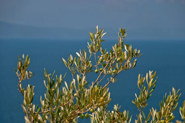 Зеленые оливки на оливковом дереве — стоковое фото