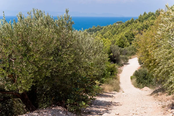 Дорога между оливковыми деревьями Хорватии — стоковое фото