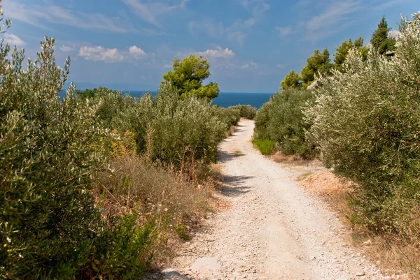 Droga między drzewami oliwnymi w Chorwacji — Zdjęcie stockowe