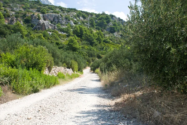 Estrada entre oliveiras na Croácia — Fotografia de Stock