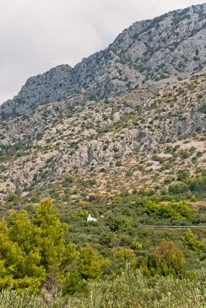 Olive Trees - Croatia — Stock Photo, Image