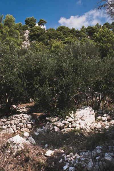 Drzewa oliwne - Chorwacja — Zdjęcie stockowe