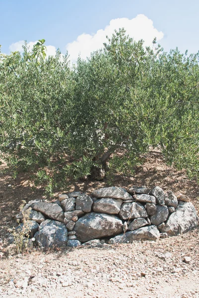Drzewa oliwne - Chorwacja — Zdjęcie stockowe