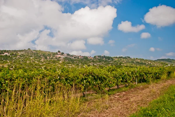 Vineyard on Vis Island, Croatia — Stock Photo, Image
