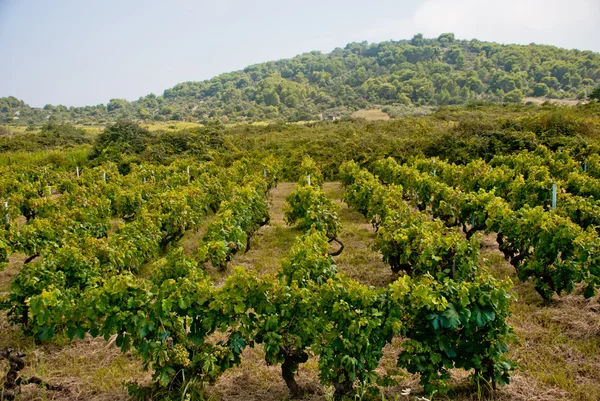 Vineyard on Vis Island, Croatia — Stock Photo, Image