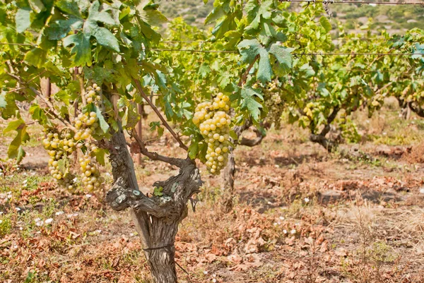 Vineyard on Vis Island, Croatia — Stock Photo, Image