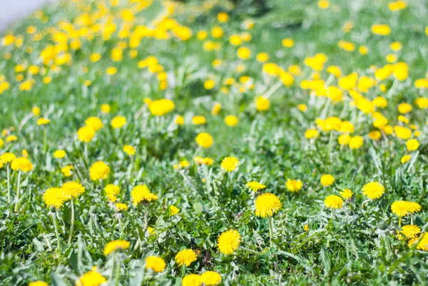 Lawn flowers - dandelion — Stock Photo, Image