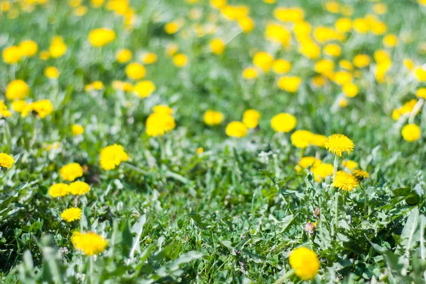 Lawn flowers - dandelion — Stock Photo, Image