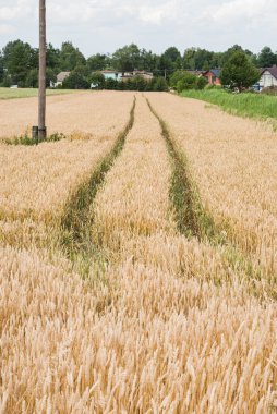 gele tarwe groeien in een boerderij veld
