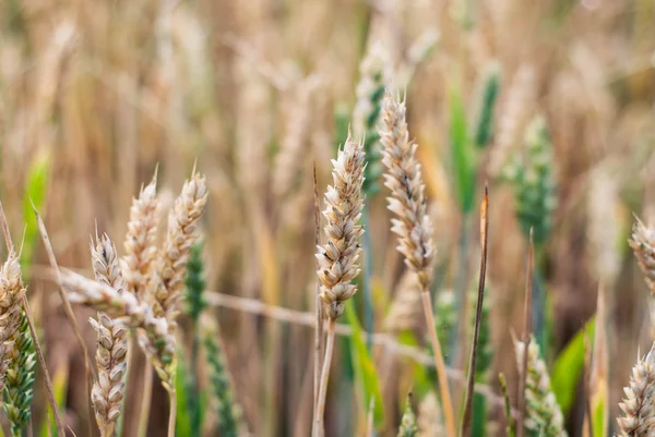 Gele tarwe groeien in een boerderij veld — Stockfoto