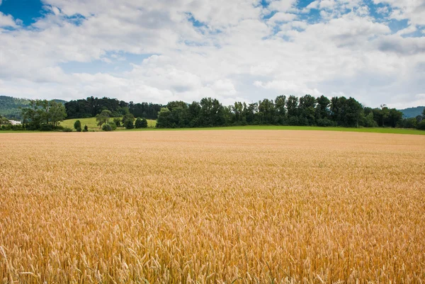 Yellow wheat growing in a farm field — Stock Photo, Image