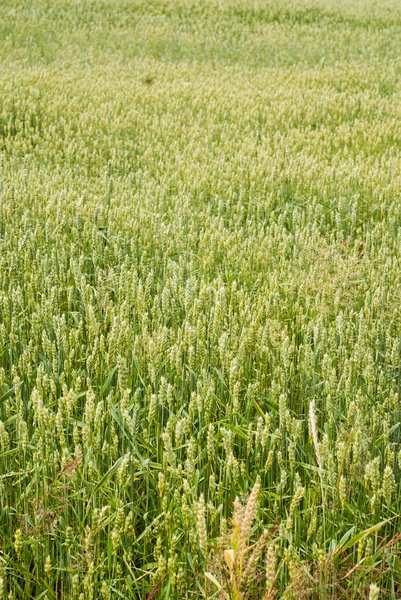 Trigo verde crescendo em um campo de fazenda — Fotografia de Stock