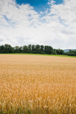 gele tarwe groeien in een boerderij veld