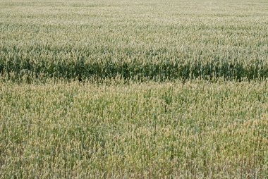 bir çiftlik alanında büyüyen yeşil buğday
