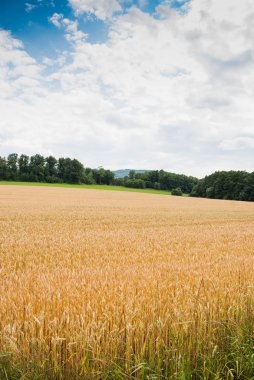 gele tarwe groeien in een boerderij veld
