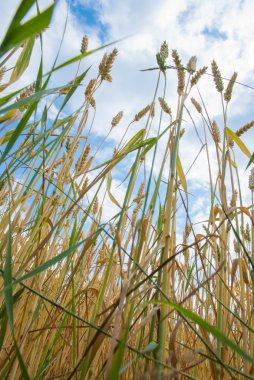 gele tarwe groeien in een boerderij veld