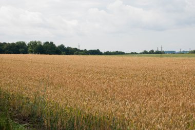 gele tarwe groeien in een boerderij veld